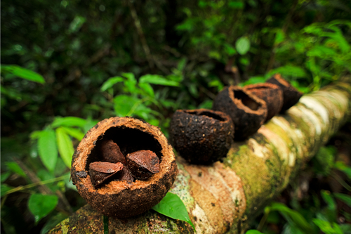 Protecting old-growth rainforest in Peru